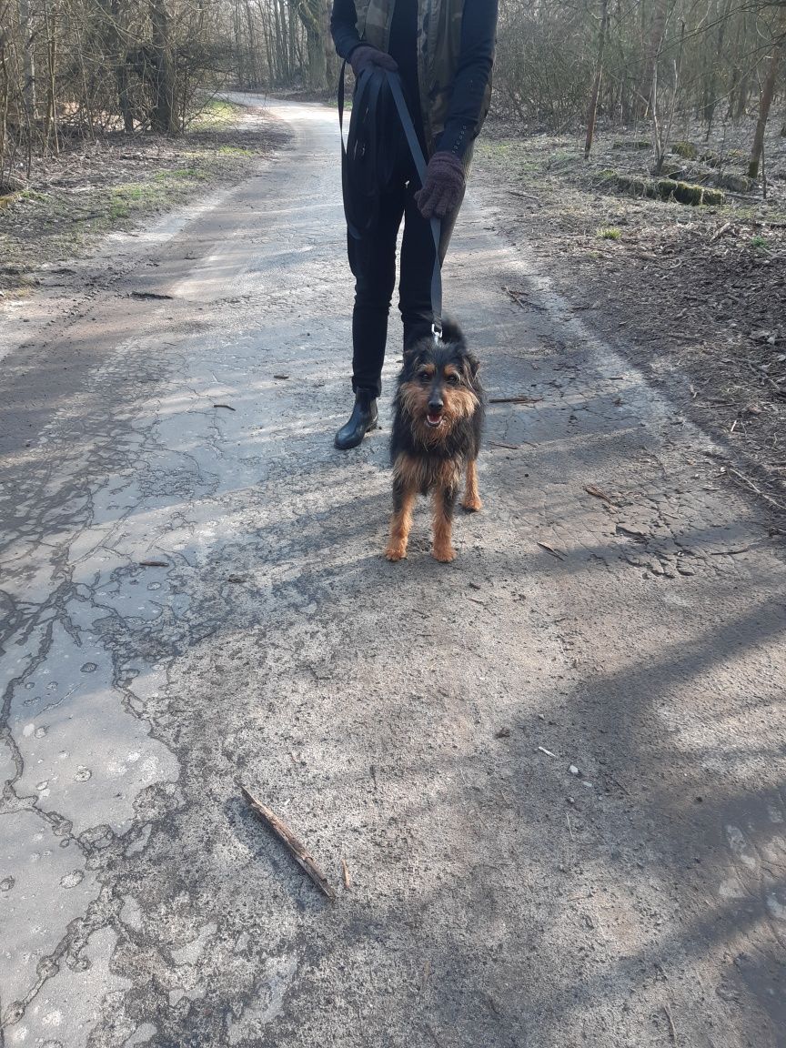 Śliczny piesek Szotek w typie teriera do adopcji że schroniska .