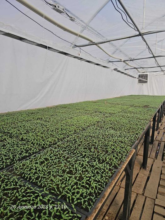 Продаж тепличного комплексу 32 теплиці (16 000 м2), Київська область