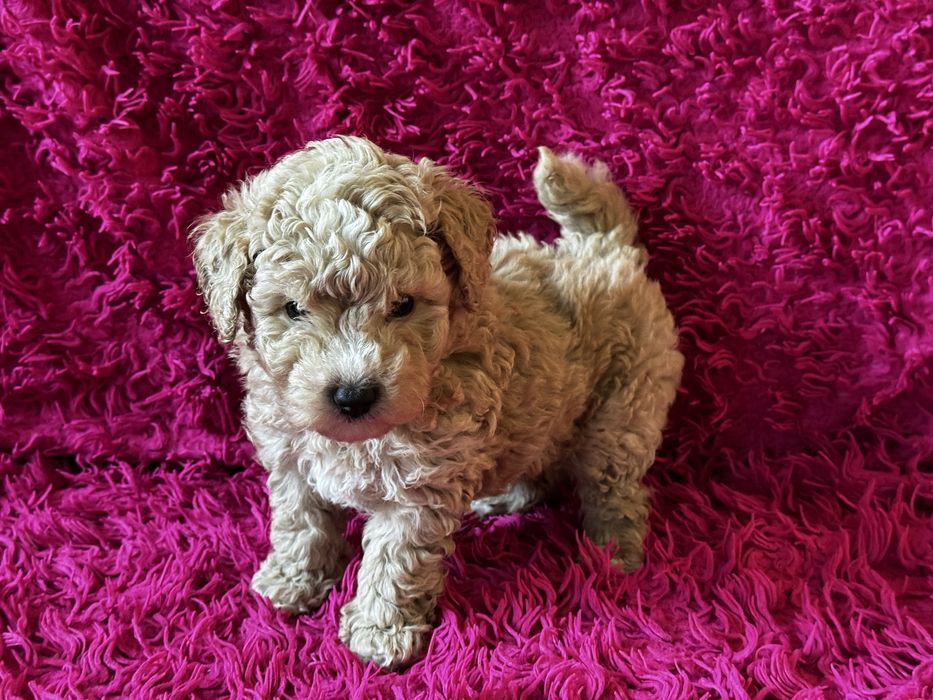 Bichpoo piesek Tofik