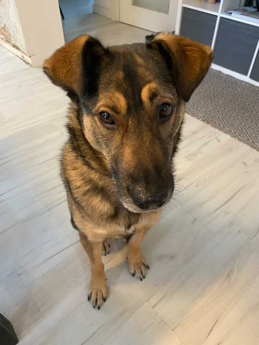 Wykastrowany pies w typie owczarka Belgijskiego. WARSZAWA