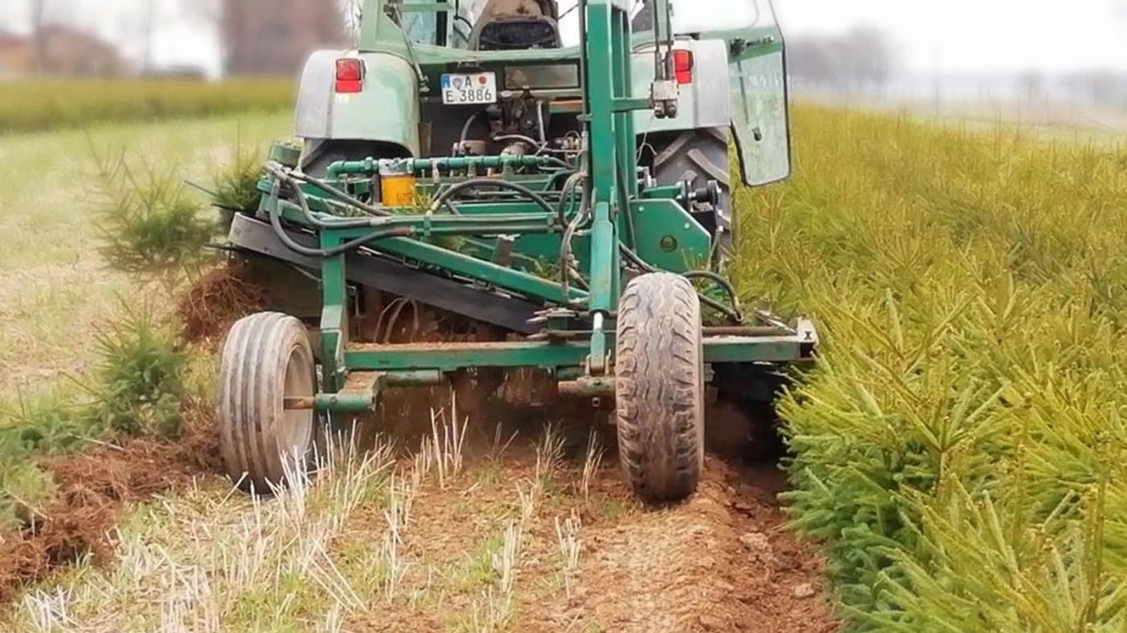 Wyorywacz kombajn do drzewek Lauwers boro , robot  szkółkarski krzewów