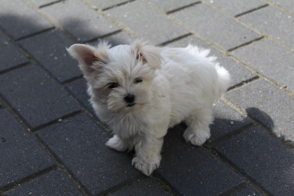 Mini suczka Maltańczyk