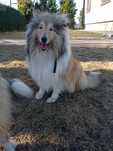 Owczarek szkocki collie ZKwP