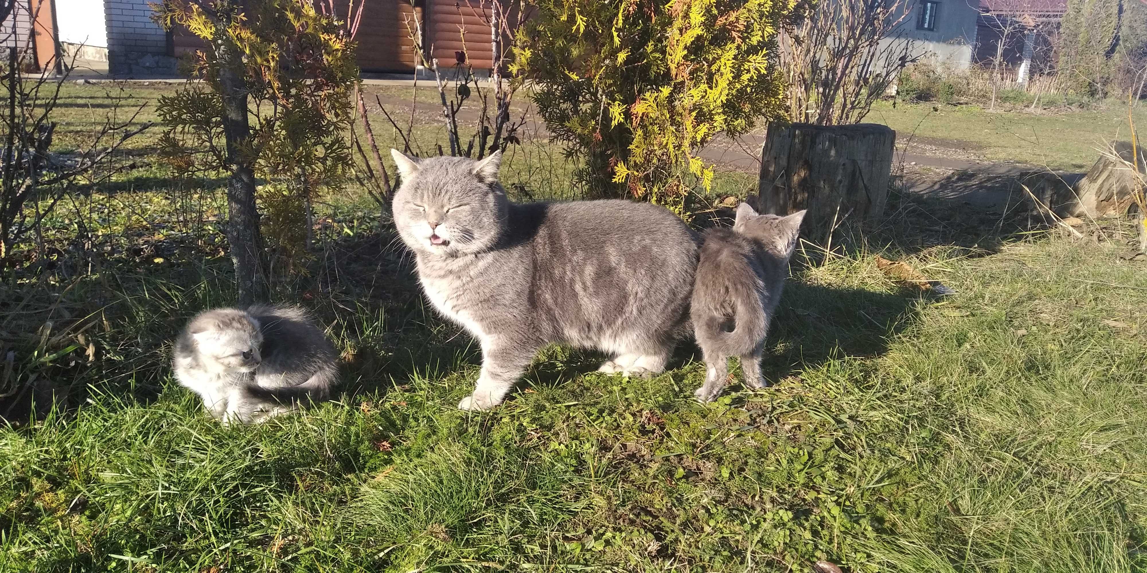 Прямовухий британець для в'язки. 3 роки.