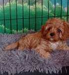 Cavapoo F1 chłopak