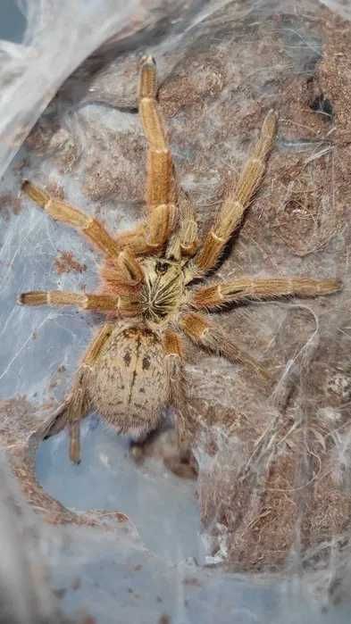 Samica ok.6DC Pterinochilus murinus usambara - ptasznik