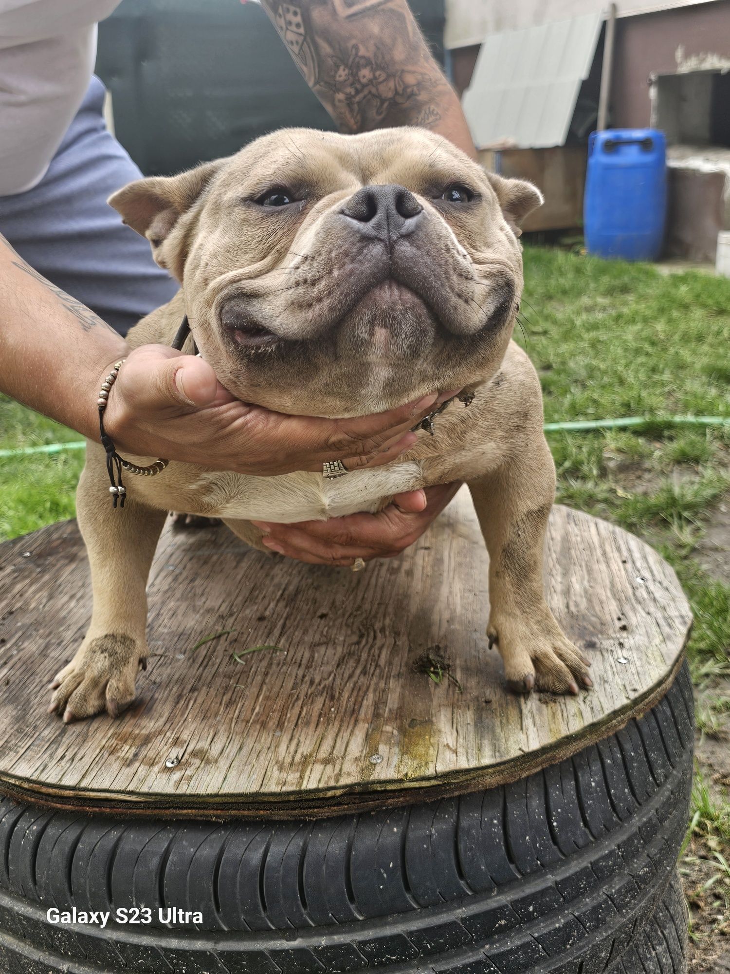 Sprzedam american bully micro
