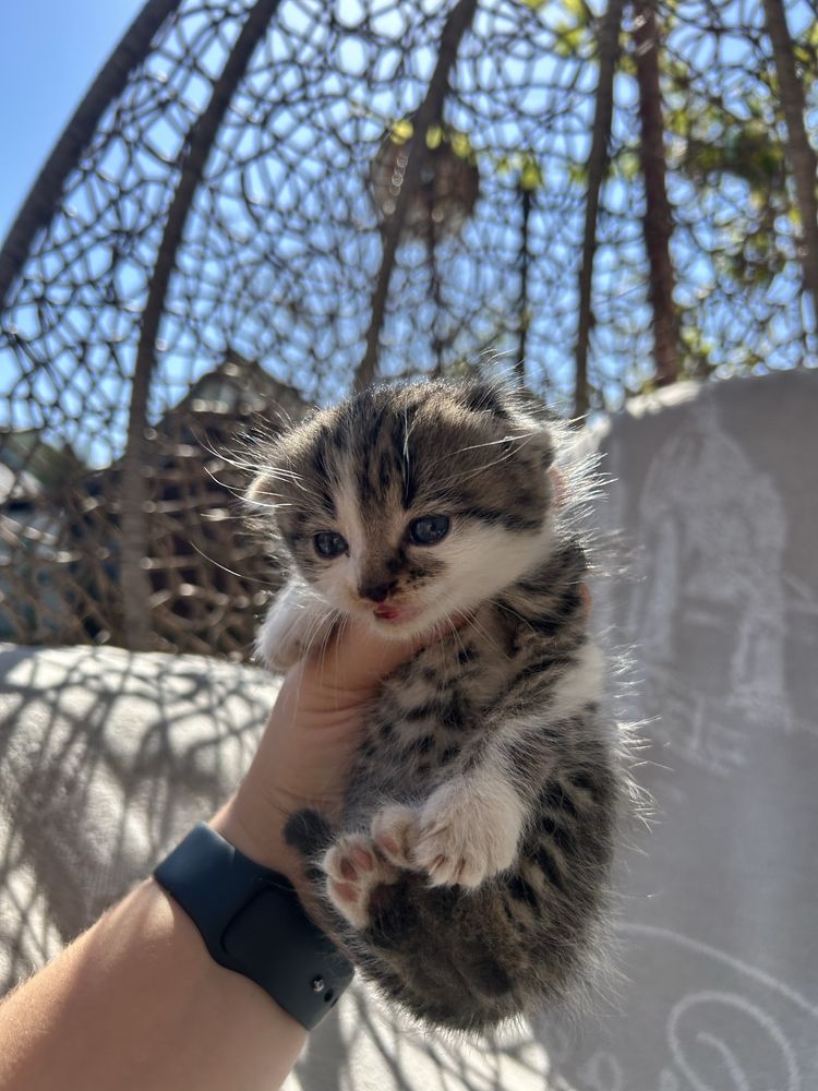Віддам в хороші руки котиків безкоштовно
