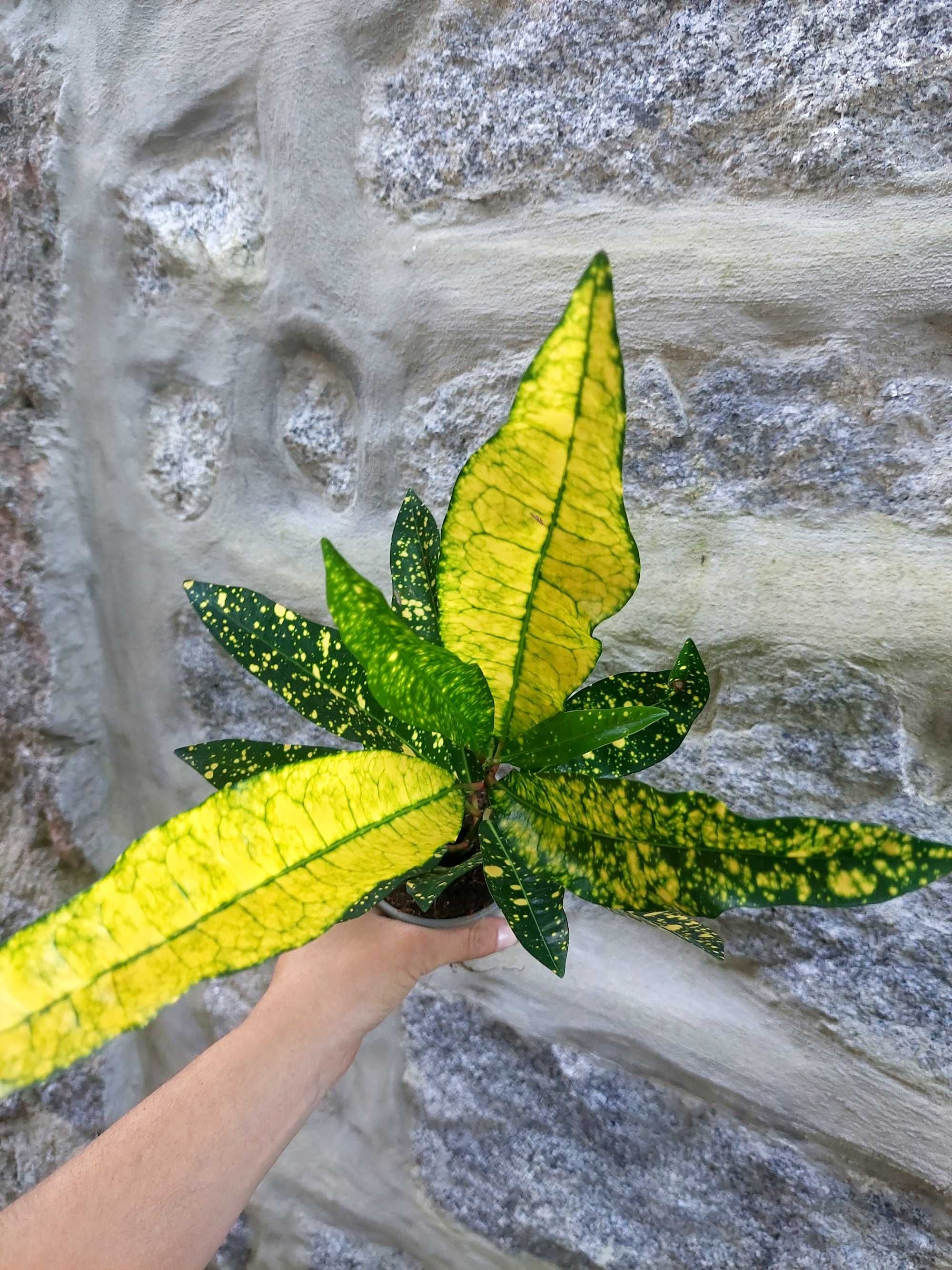 Planta Croton verde/amarelo