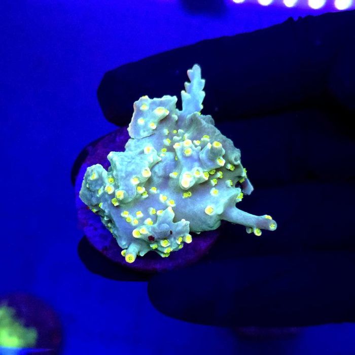 Acropora speciosa Flaming