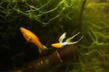 Gupik Japanblue gold double sword
