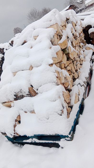 Drzewo Brzózka pocięte