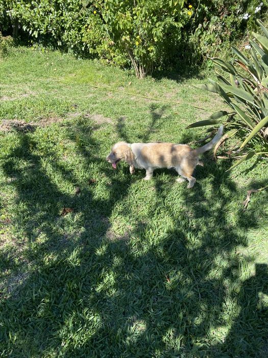petit basset griffon Vendéen