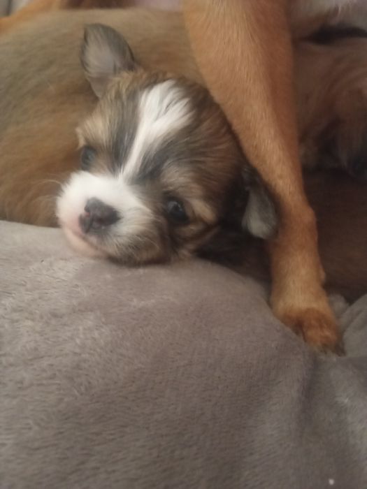 Rezerwacja suni Chihuahua długowłosa