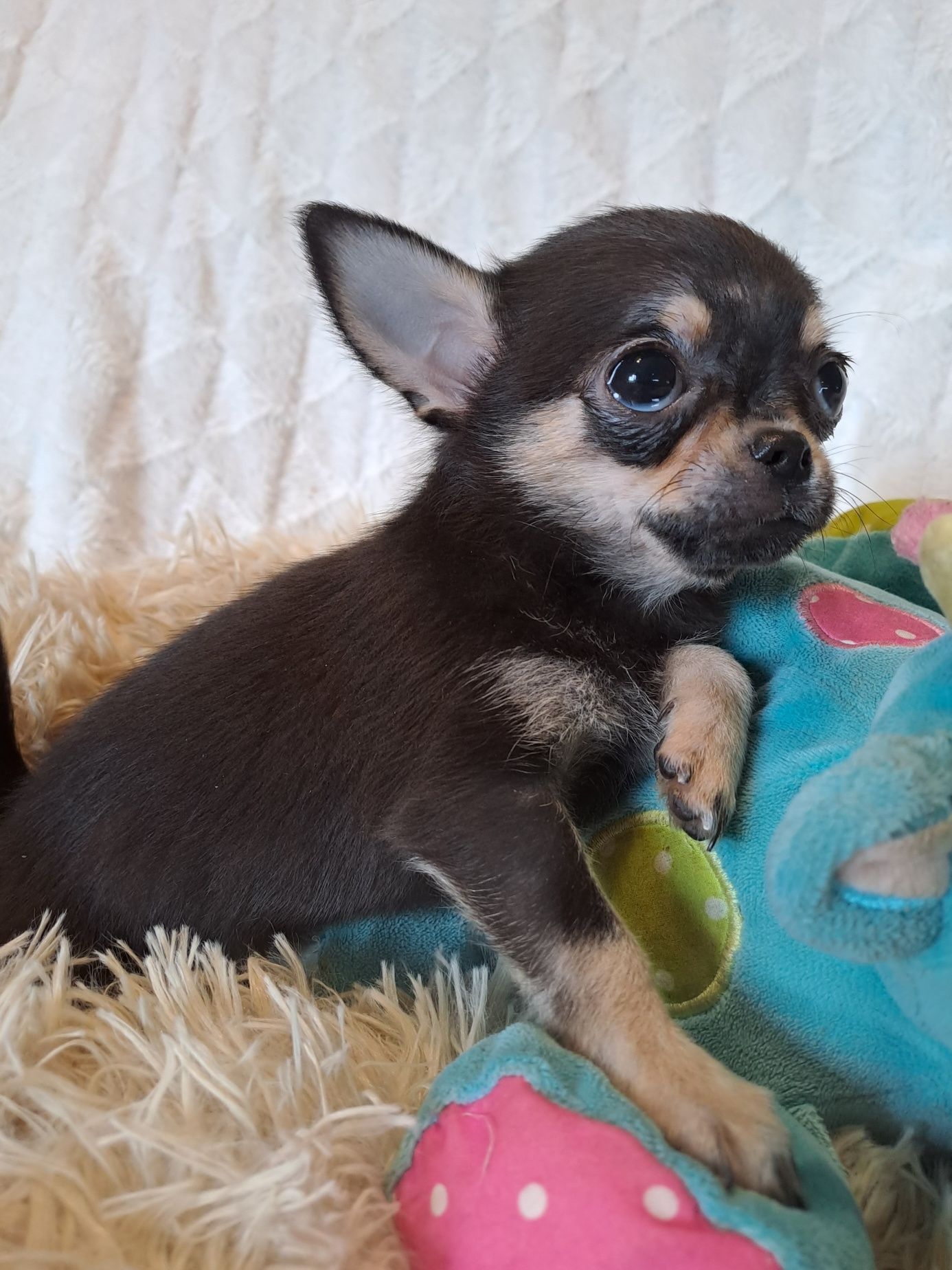 ** SPAYKUŚ**chihuahua xxs black gotowy do odbioru