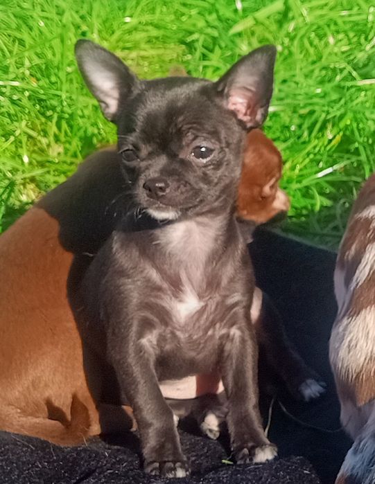 Chihuahua krótkowłosa XS - mini czarna suczka