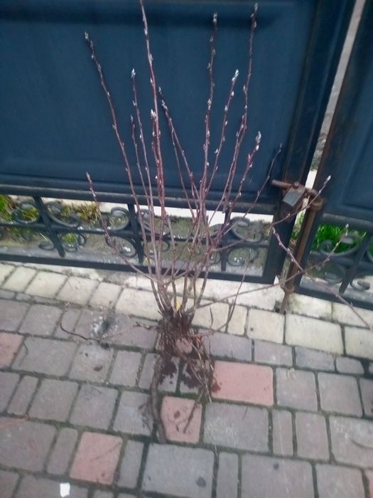 Ірга Канадська крупноплідна і Ханнівуд (трирічні і однорічні саджанці)