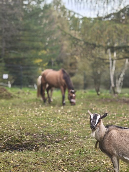 Jazda konna, wyjazdy w teren, mini agro kozy owce