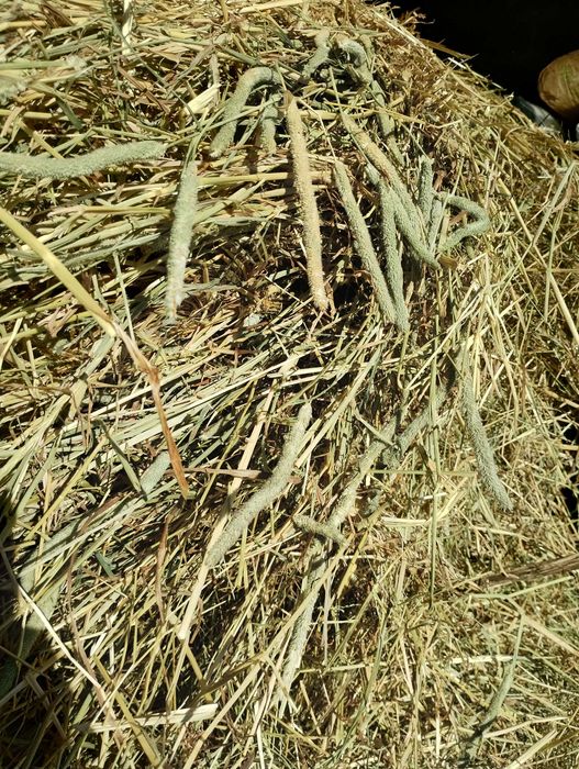3kg SIANO GRUBA TYMOTKA -własna uprawa, suszona naturalnie " BOROWIK "