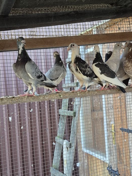 Gołebie Staropolskie