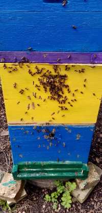 Продам хорошие пчелосемьи. , отводки.
