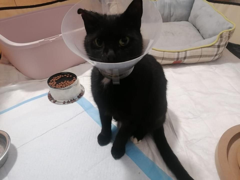 Lucyna - jesienna dziewczyna - kotka po kastracji