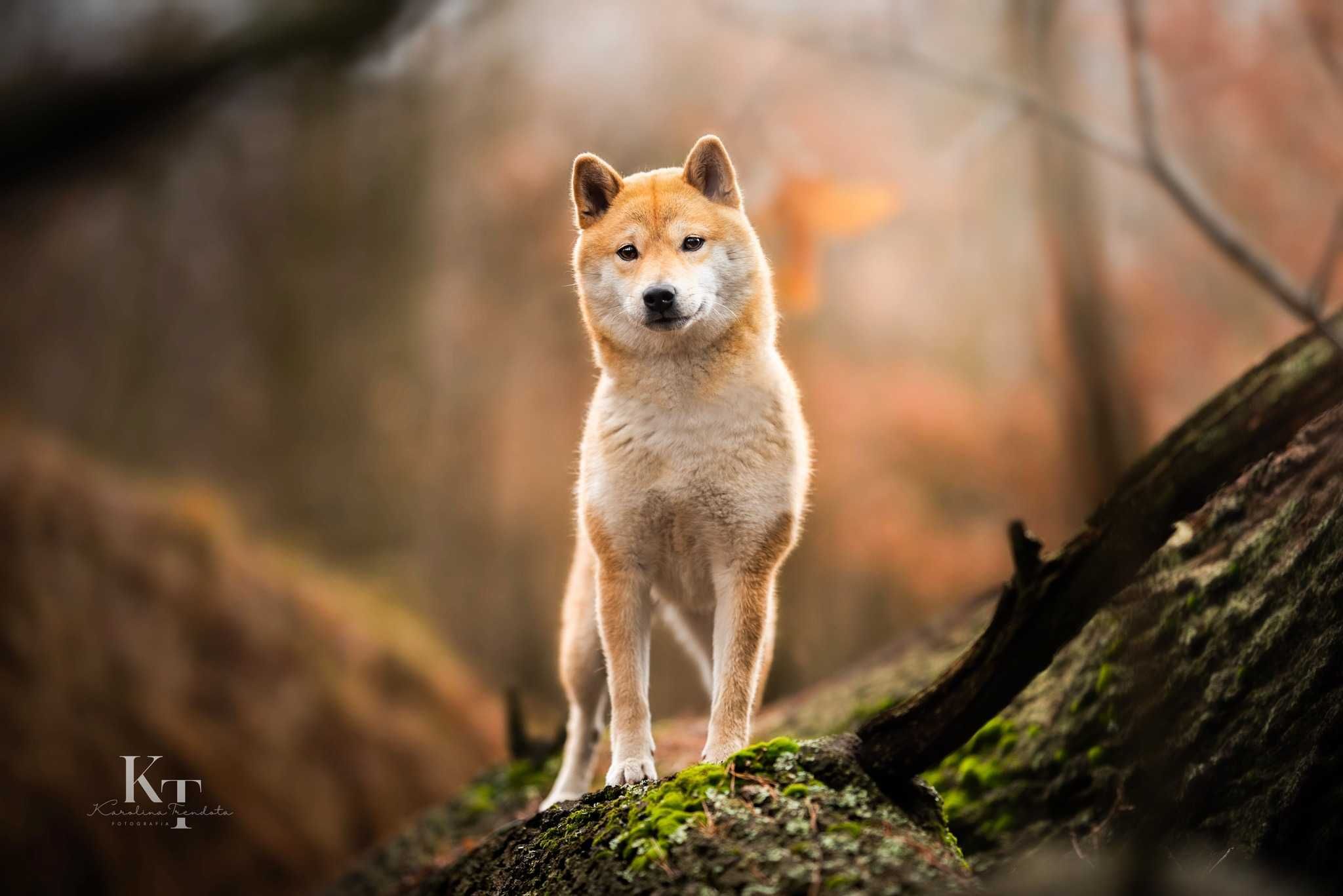 Sesja fotograficzna PIES i KOT / zwierzak