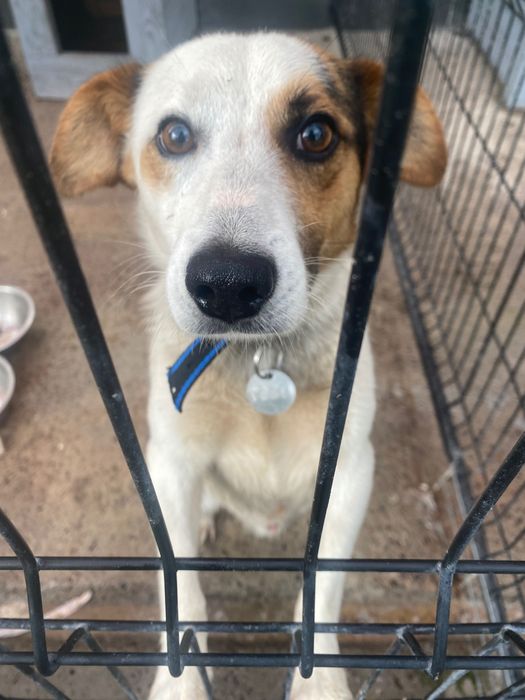 Te psiaki czekają na domy tymczasowe - pomóż!