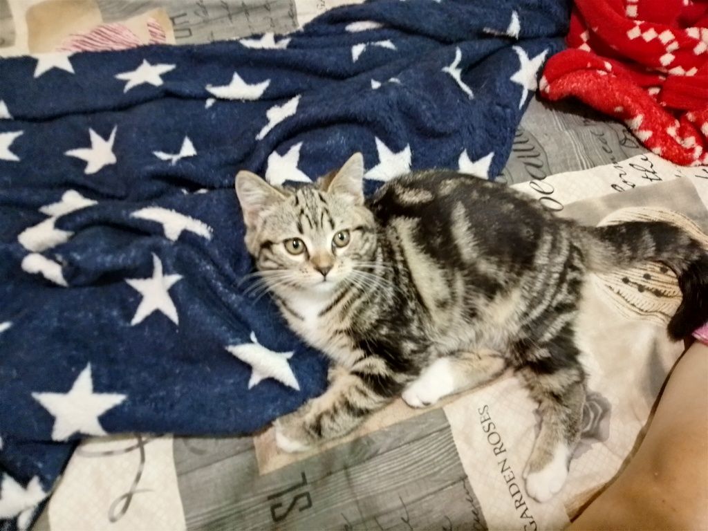 Продам шотландских котят
