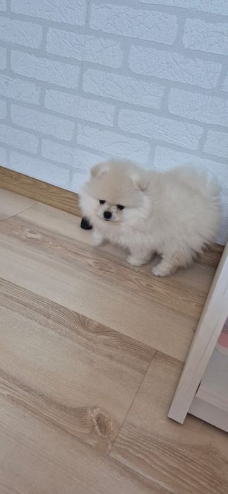 Szpic miniaturowy Pomeranian FCI Suczka