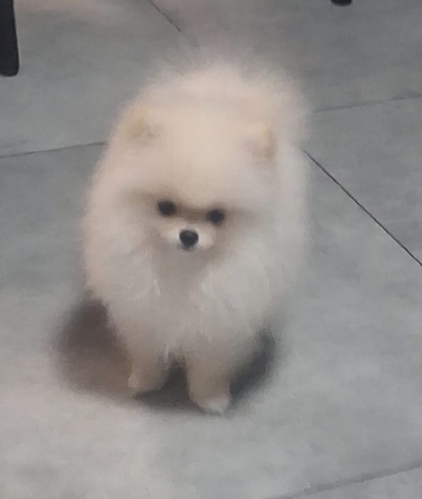 Pomeranian z paszportem,piesek 6 miesięcy