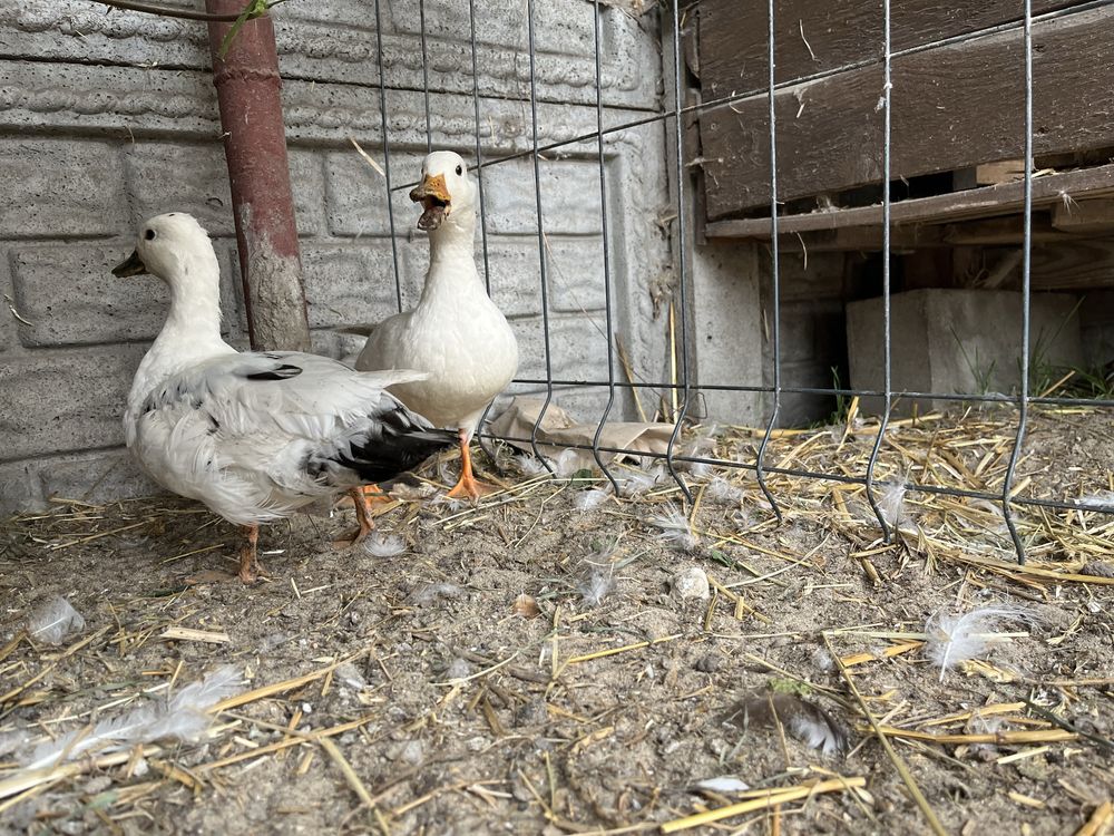 Kury silki kury i kaczki call duck