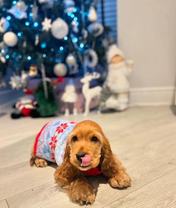 Руді дівчатка і хлопчики англійських кокер спаніелів