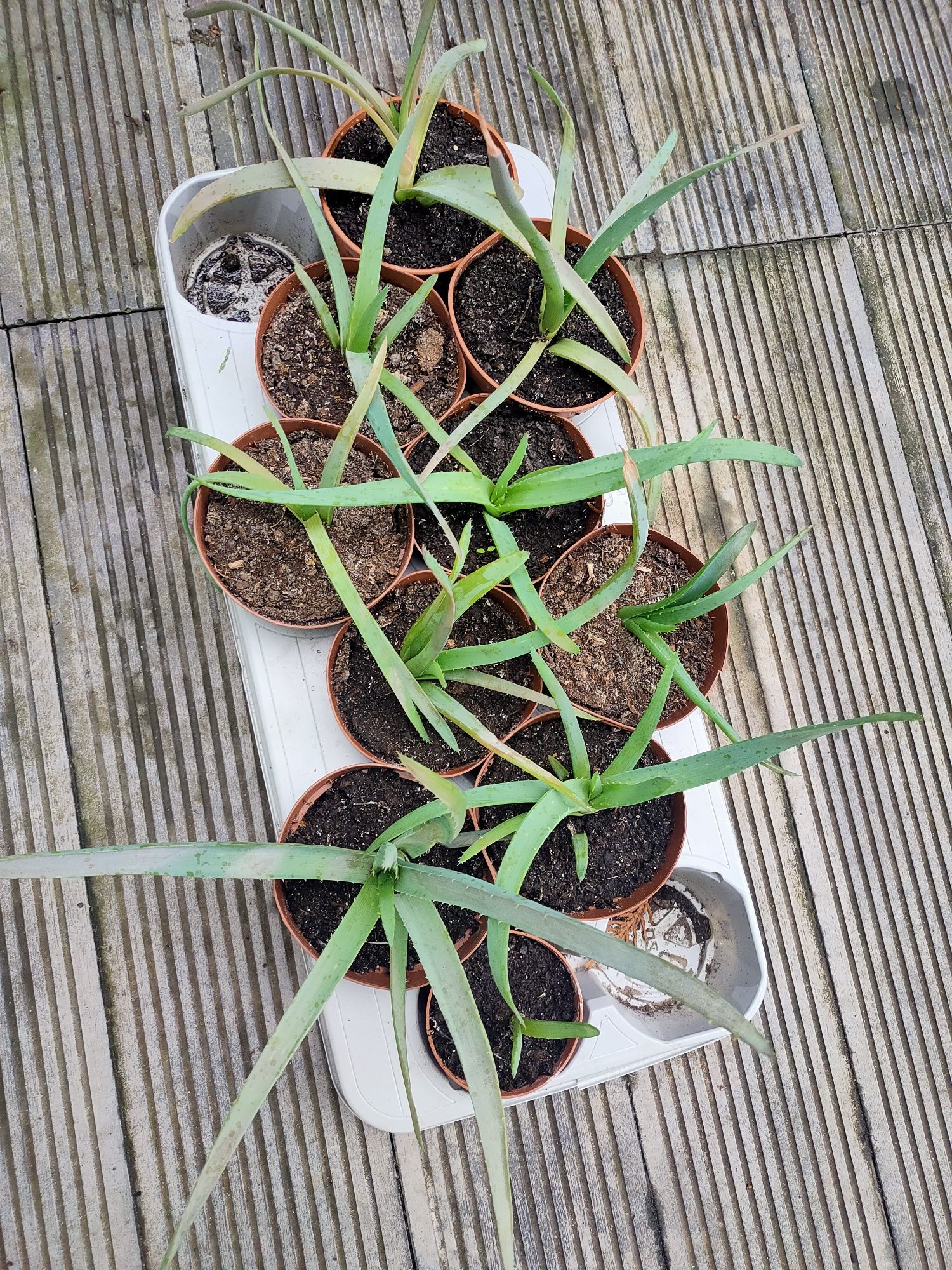Aloes mały 2 sztuki w tej cenie