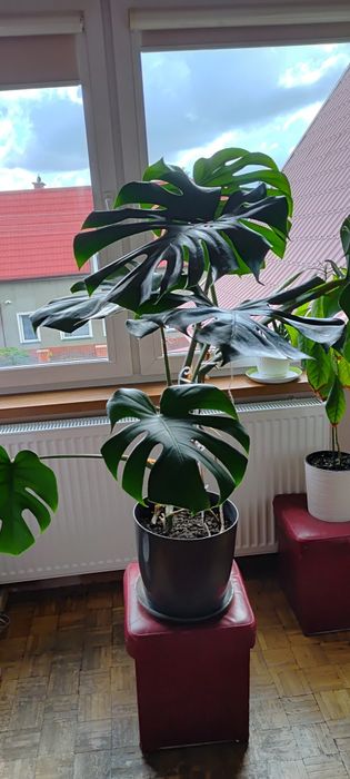 Kwiat monstera o dużych liściach.