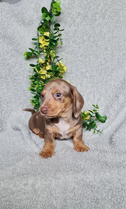 Estupendo Teckel choco arlequim de Qualidade