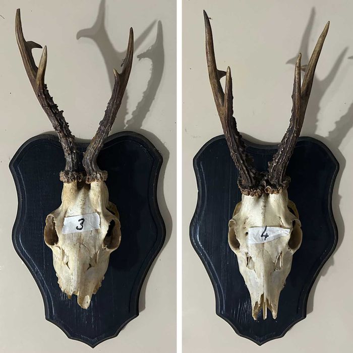 Poroże koziołki rogi kozła sarny na deskach 9szt.