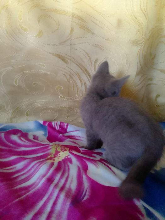 Віддам в добрі руки