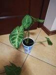 Syngonium zroślicha sadzonka ukorzeniona duża dorodna pnącze