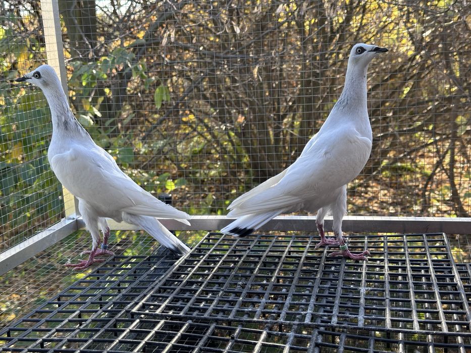 Srebrniaki wyloty 25r