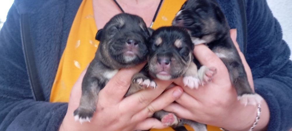 Віддам собачок у добрі руки всі хлопчики