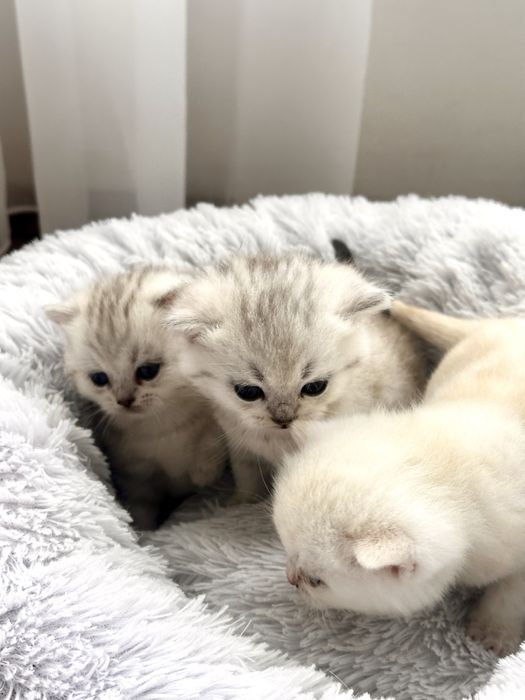Кошенята сріблясті британські шиншили