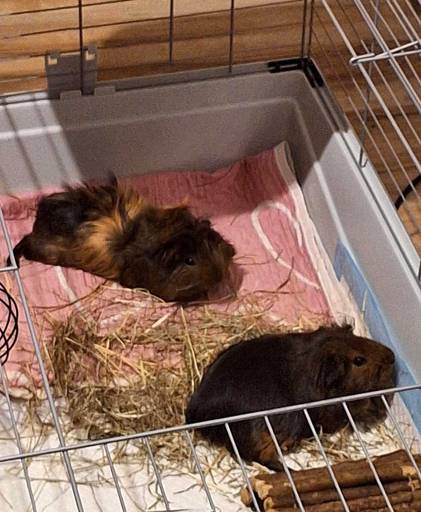 2 świnki morskie do oddania + klatka na sprzedaż wraz z wyposażeniem