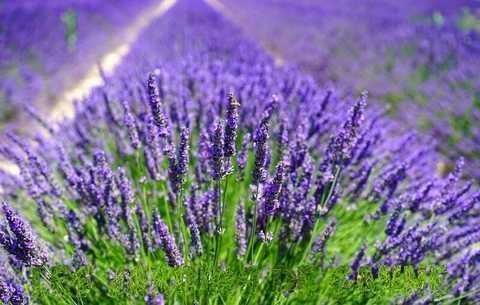 Саджанці лаванди (Роздріб, Опт,Дропшипінг)/ Саженцы лаванды