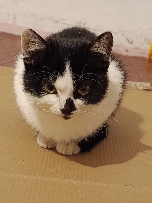 Отдам в добрие руки котят