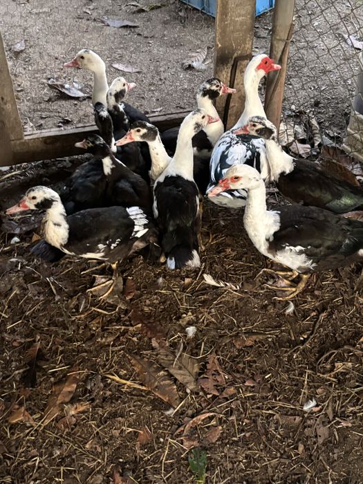 Patos mudos varias idades