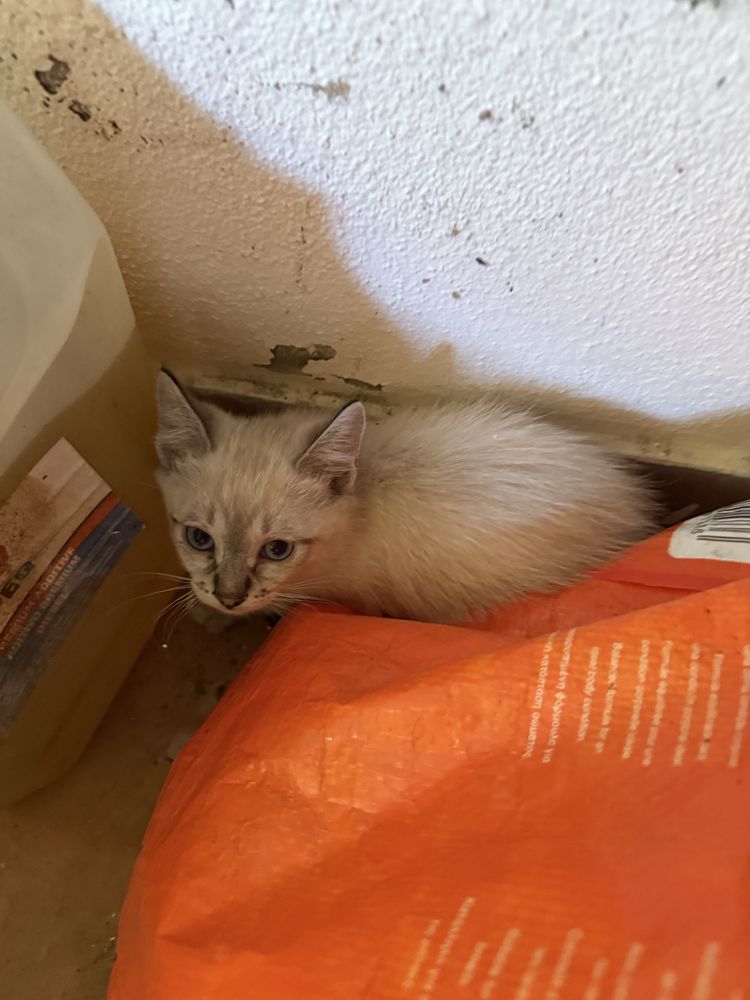 Gatinhos com quase 2 meses