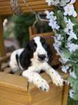 Sliczny piesek Cocker Spaniel Angielski z Rodowodem