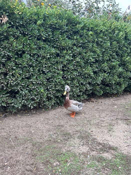 Patos ornamentais