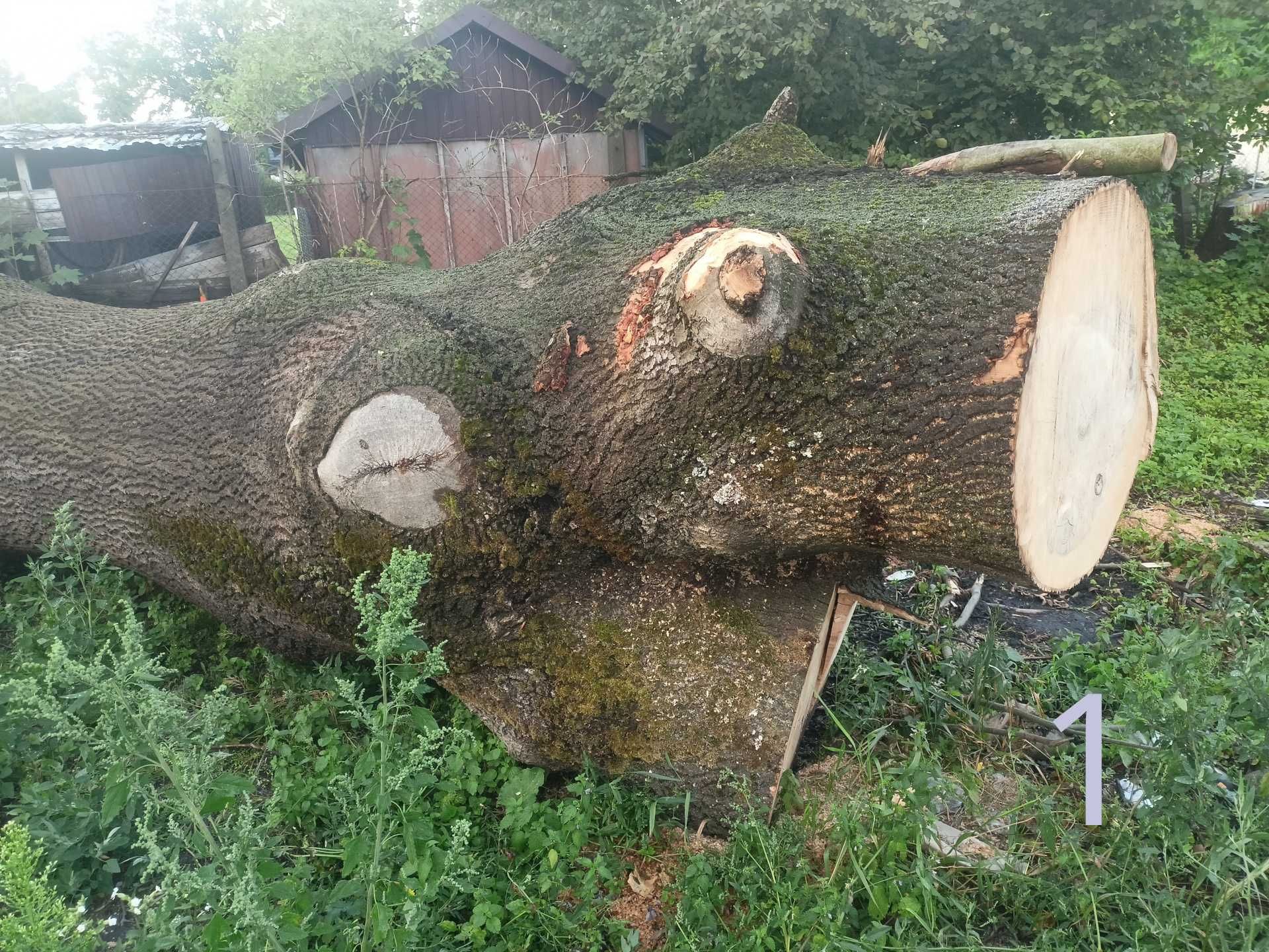 Jesion kłody kloc drewno